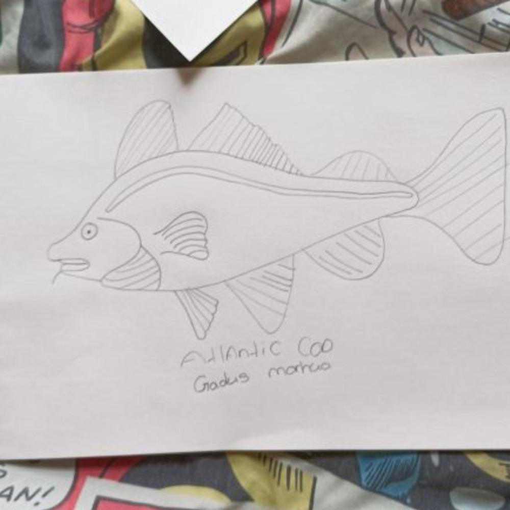 Atlantic cod otherwise none by its scientific name Gadus morhua: by Anonymous (Apr 13, 2022)